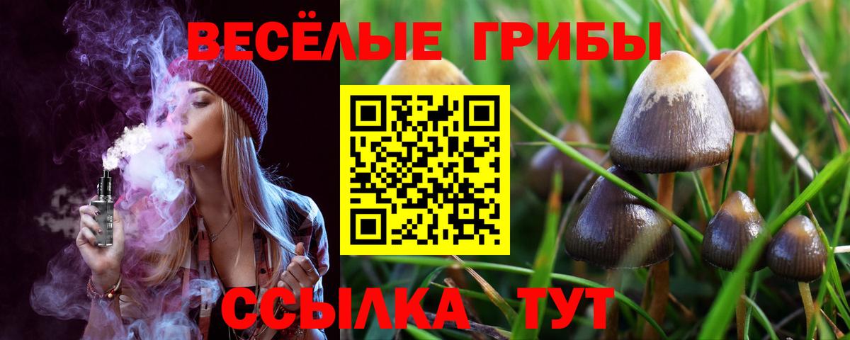 Галлюциногенные грибы Psilocybe Ейск
